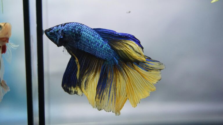 Betta fish
