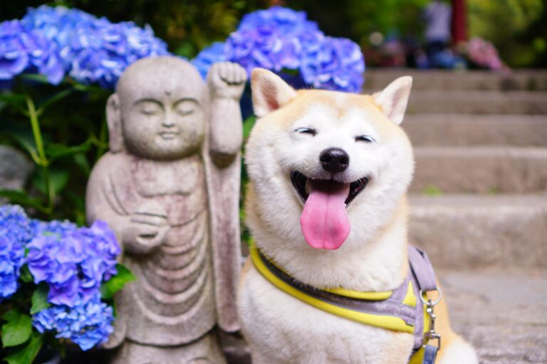 Shiba inu