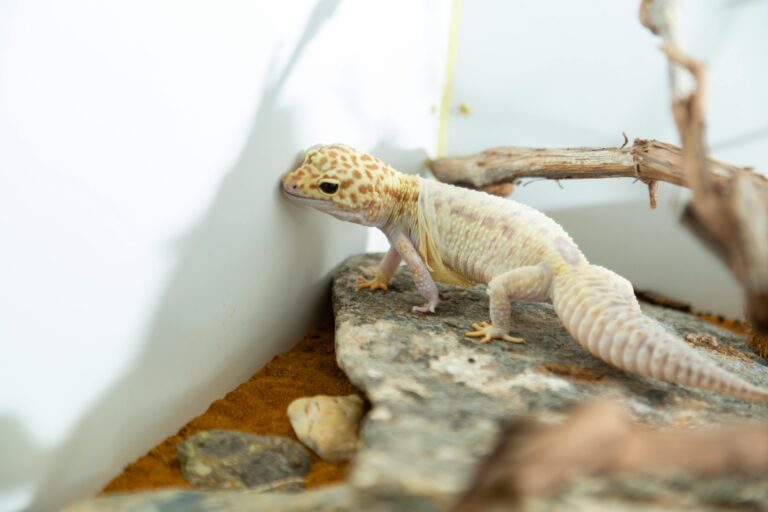 Leopard Gecko