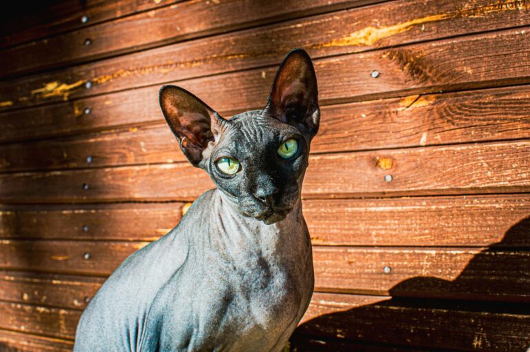 Sphynx Cat